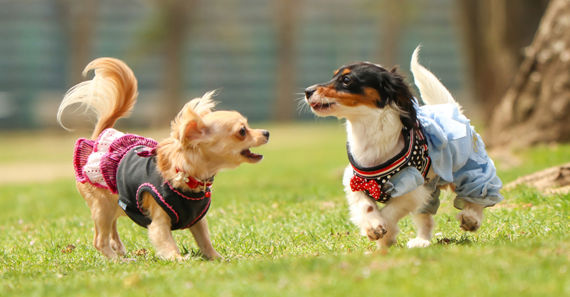 茄子作東町分譲
